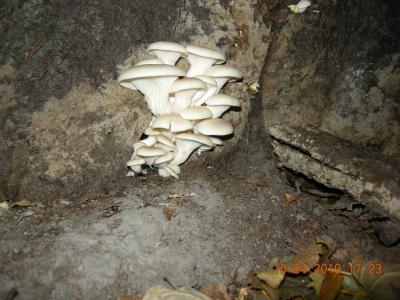 Small cluster of oyster mushrooms.
