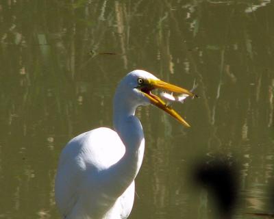 Fish Dinner For A White Egret