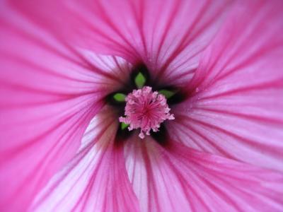 Pink Flower 