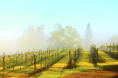 Vineyard Mist