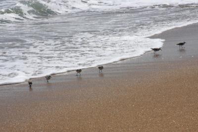 Sandpipers in a row