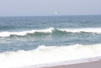 Surfin' Seagull