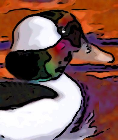 Buffelhead duck