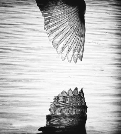 Photo of a Great White Egret wing and water reflection.