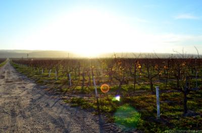 Sunset & Vineyards