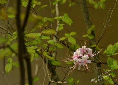 Neuse River Trail Flower