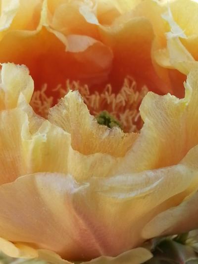 Prickly Pear Flower