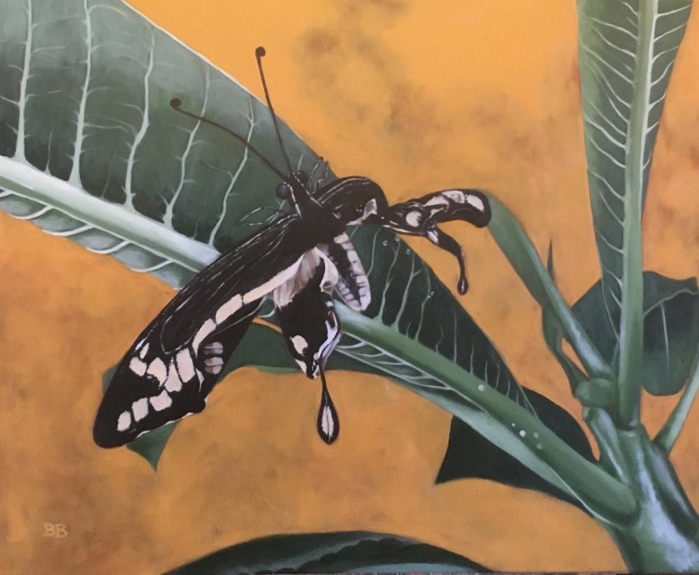 Frangipani and the Cripplewing Swallowtail