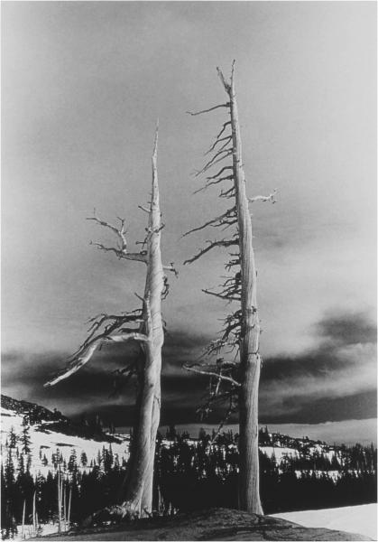 Wind-sculpted trees, Desolation Valley Wilderness, Lake Tahoe 