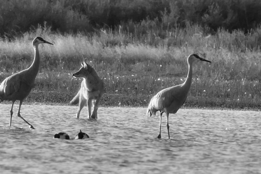 coyote and two sandhill cranes in water