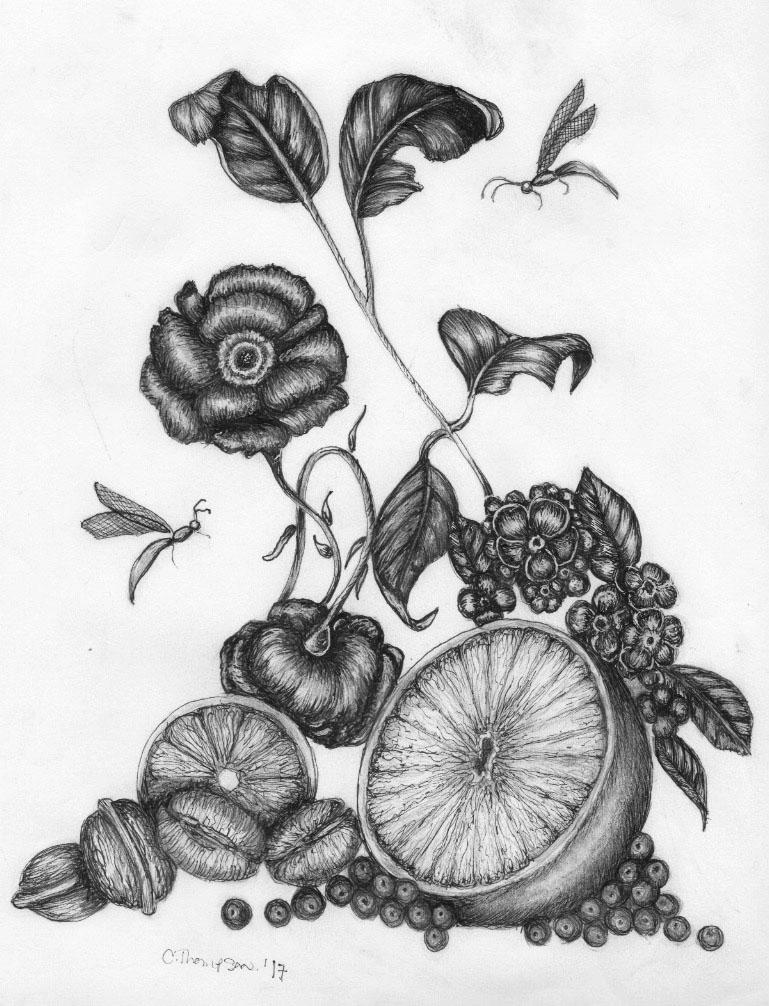christina thompson, pen and ink, drawings, philadelphia, floral. still life
