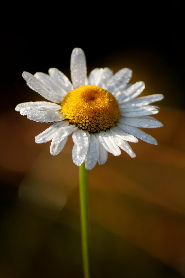 Daisy in the Dew