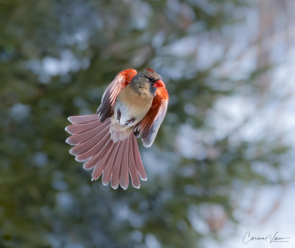 The orange angel-female northern cardinal