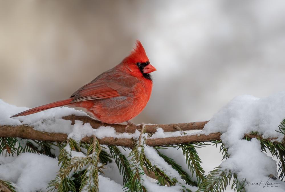 Male Northern Cardinal on a snowy branch