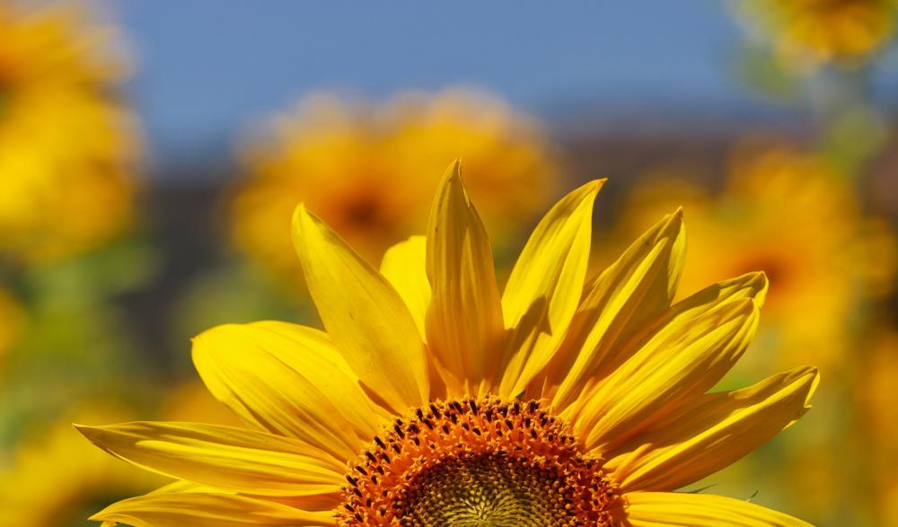Sunflower Image 