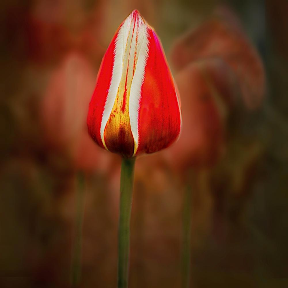 Image of a red and white tulip