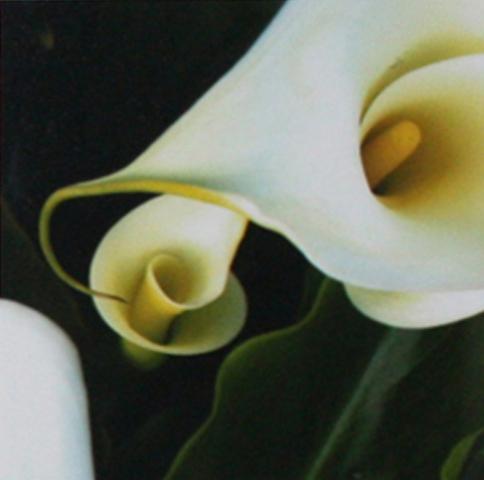 13th Annual Exhibit Calla Lillies