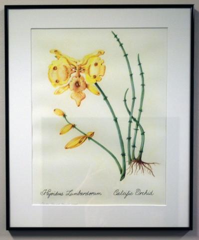 3rd Annual Exhibit Fictitious Botanical Flora: Hyoldus Lumbardorum-Calcific Orchid