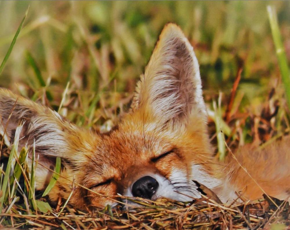 8th Annual Exhibit Napping Fox