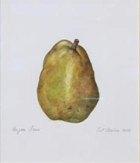 8th Annual Exhibit Anjou Pear