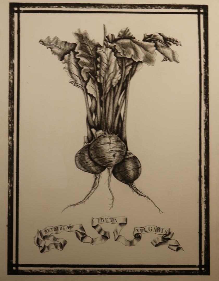 13th Annual Exhibit Bring the Beet In