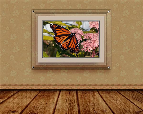 3D Butterfly Room