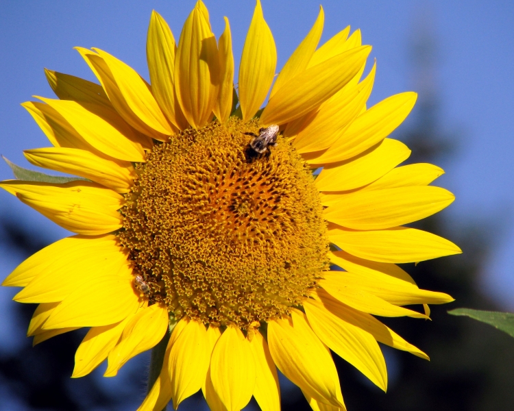 "Busy Bee On A Sunflower"