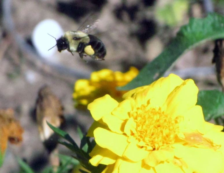 "Bumblebee In Flight"