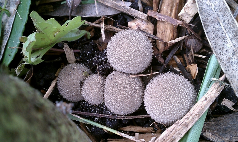 Puff mushrooms