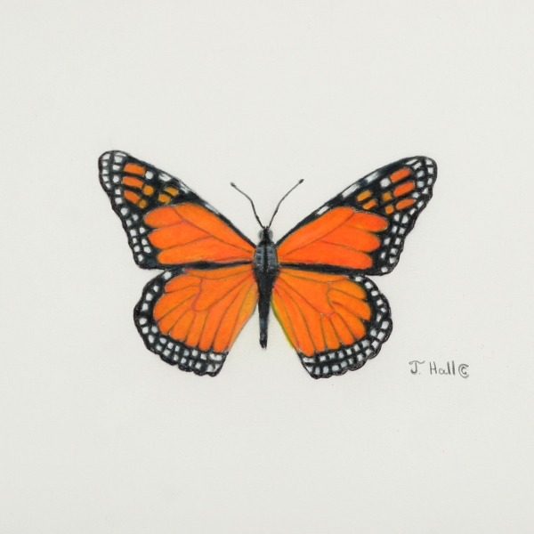 Portrait of Monarch Butterfly