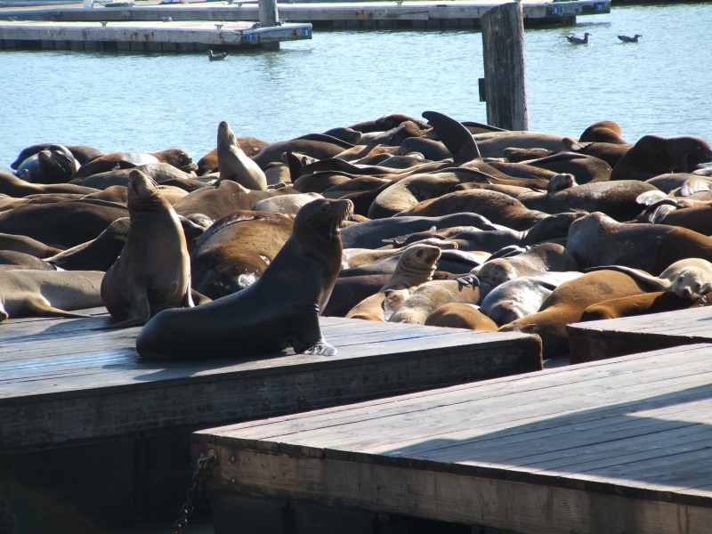  seals hanging out on the pier, Pier 39 San Francisco,ca
