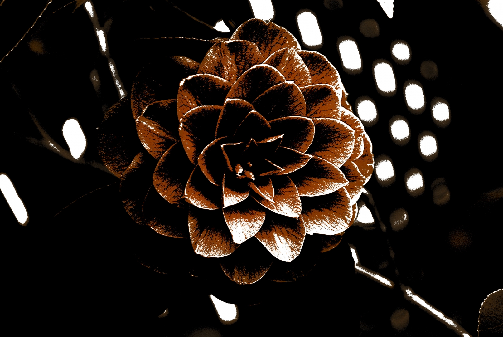 Sepia flower