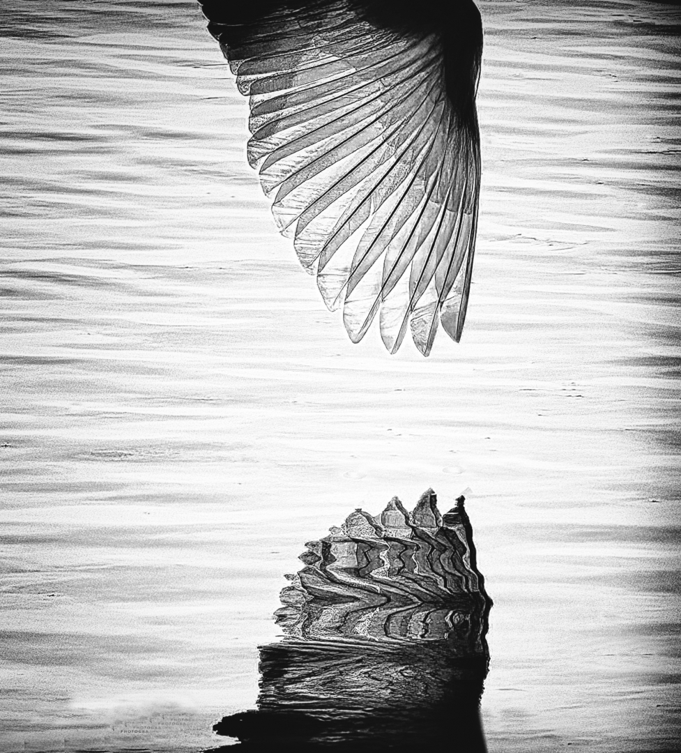 Photo of a Great White Egret wing and water reflection.