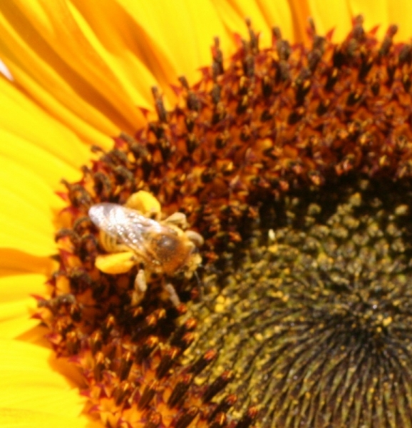 Bee of Pollen