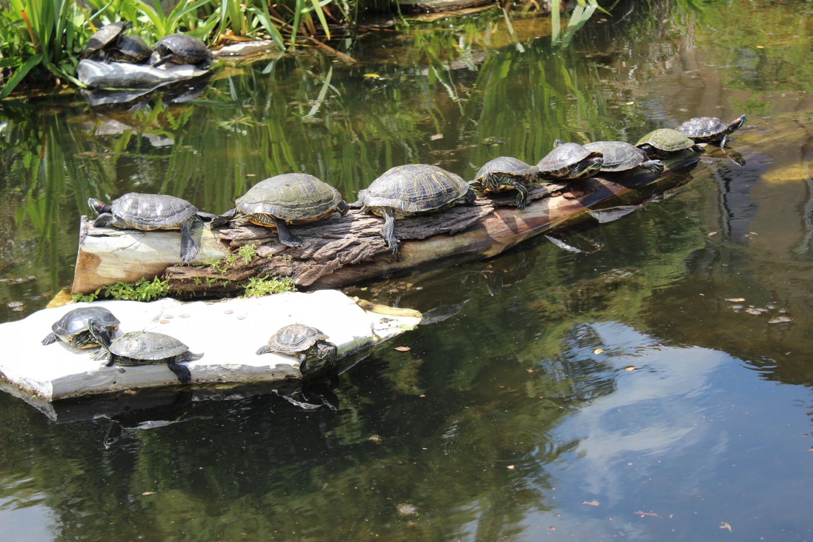 Turtles on a Log